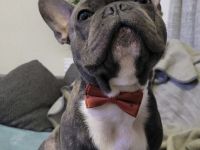 Französischer bulldogge Deckrüde