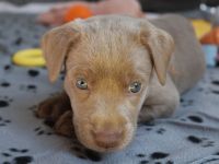 Hallo - wir wollen unser Herz verschenken - Du auch?     Labrador Welpen