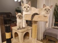 BKH Bluepoint Kitten