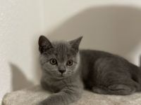 Sehr schöne reinrassige BKH Kitten in liebevolle Hände zu geben