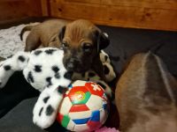 Rhodesian Ridgeback Welpen