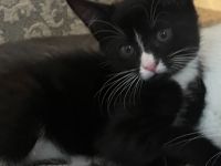 Katze in Bochum sucht neues Zuhause