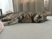 Britisch kurzhaar Türkisch Algora mix Katzen