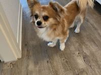 In liebevolle Hände abzugeben