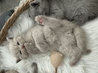 ♥️ Bkh Babykatze Britische Baby Katzen ♥️