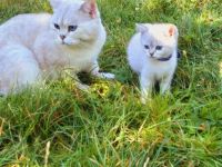 Liebevoller Britisch Kurzhaar Kater sucht ein neues Zuhause