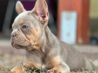 Gesunde typvolle freiatmende französische bulldoggen