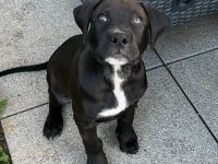 American Bully Welpe 2.5 Monate alt