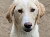 Sheldon, geb. ca. 11/2023, lebt in GRIECHENLAND, im städt. Tierheim Serres