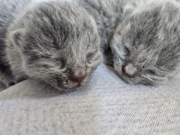 Wunderschöne BKH Kitten