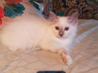 Heilige Birma Zwei Kitten Mädchen und Junge