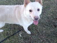 XANTHOS - Schmusebär sucht Familienanschluss