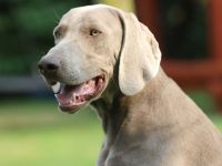 Weimaraner Deckrüde mit frischer, untersuchter Genetik