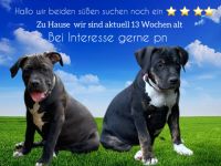 American Bully Xl Welpen 14 Wochen alt