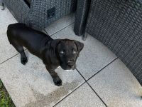 American Bully Welpen Classic Abgabebereit