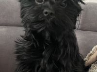 Yorkshire Terrier Schwarz Deckrüde