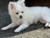 Chihuahua Kleinspitz Mischling