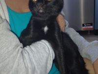 Kimba sucht neues Zuhause