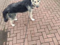 Schäferhund 9monate alt