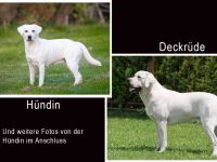 Labrador Welpen * Wurfankündigung *