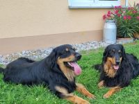 Hovawart Welpen F-Wurf von den Wupperwiesen Wurf geboren am 08.10.2024