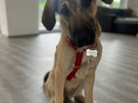 Reinrassiger Kangal Rüde & Hündin