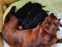 Die knuffigsten Welpen der Welt