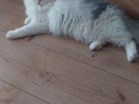 Tolles Perser Mädel