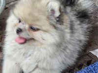 Supersüße Pomeranian Zwergspitz Welpen suchen ein neues Zuhause!