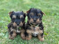 Süße Australian Silky Terrier Welpen suchen ein neues Zuhause