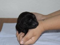 Labrador Retriever Rüde