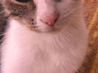 Katze und 2 Kitten(weiblich)