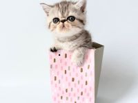 Goldiges Kitten: Exotic Shorthair Grace sucht ihr Für-immer-Zuhause