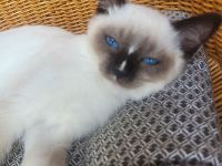 Reinrassiges Ragdollmädchen (Kitten, 13 Wochen alt) tiefblaue Augen, sanftes Wesen