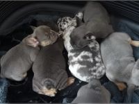 Französische Bulldoggen Welpen