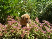 Broholmer Welpen - Domino sucht noch nach einer neuen Familie