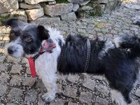 Mellie, Sensibelchen, Terriermix