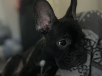 Französische Bulldogge