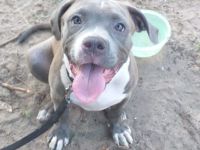 American Bully XL Welpen Weibchen