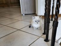 Zuckersüße BKH Kitten direkt auszugsbereit