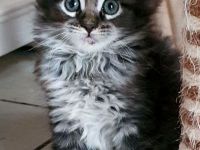 Reinrassige Maine Coon Kitten mit Stammbaum aus seriöser Hobbyzucht