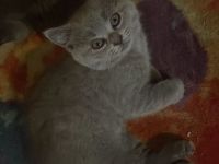 Biete bkh kitten 10 Wochen alt