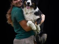 Australien Shepherd Deckrüde