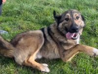 Karli sucht sein Körbchen. Adopt. Don´t shop.