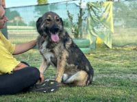 Karli sucht sein Körbchen. Adopt. Don´t shop.