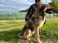 Karli sucht sein Körbchen. Adopt. Don´t shop.