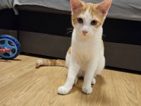 2 Kätzchen zu verkaufen