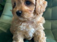 Wir züchten Zwergpudel und Cavapoo!!!