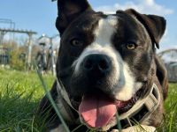 Amerikanische Bulldogge/Stafford Mischling