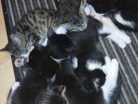 8 wunderschöne kitten